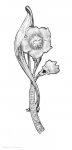 Cubic Zirconia Flowers Brooch Pin