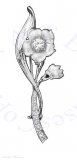 Cubic Zirconia Flowers Brooch Pin